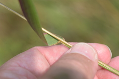 Elymus diversiglumis