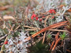 Cladonia deformis