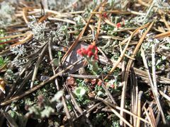 Cladonia deformis