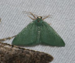 Xerochlora mesotheides