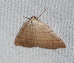 Drepanulatrix bifilata