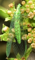 Pseudomallada benedictae