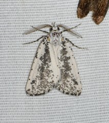 Eucaterva variaria