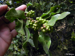 Schinus latifolia
