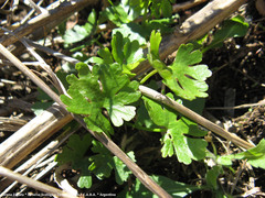 Ranunculus apiifolius