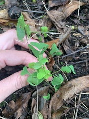 Oxalis grandis