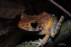 Pulchrana baramica