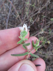 Drosanthemum calycinum