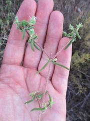 Drosanthemum calycinum