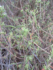 Drosanthemum calycinum