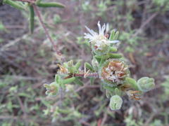 Drosanthemum calycinum