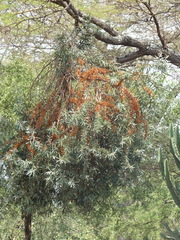 Hippophae rhamnoides