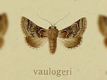 Cleonymia vaulogeri