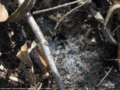 Diapontia uruguayensis