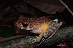 Pulchrana baramica