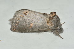 Theroa zethus