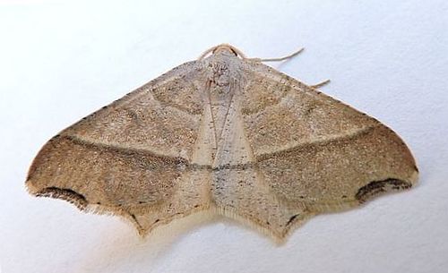 Letispe metanemaria