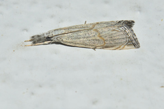 Haimbachia