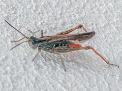 Chorthippus mollis ignifer