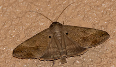 Mocis latipes
