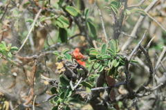 Indigofera sessilifolia