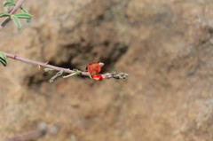 Indigofera sessilifolia