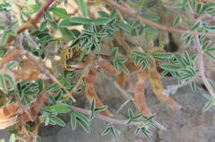 Indigofera sessilifolia