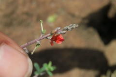 Indigofera sessilifolia