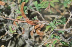Indigofera sessilifolia