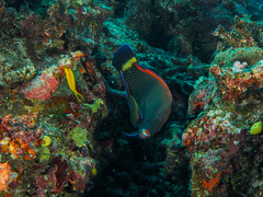 Pseudodax moluccanus