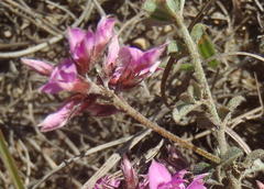 Indigofera mauritanica