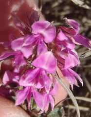 Indigofera mauritanica