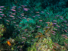 Luzonichthys waitei
