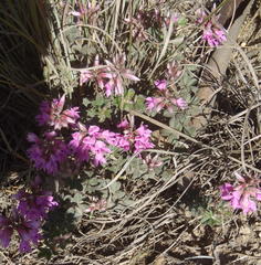 Indigofera mauritanica
