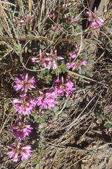 Indigofera mauritanica