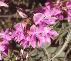 Indigofera mauritanica