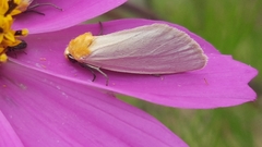 Chrysoecia thoracica