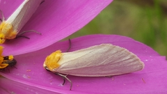 Chrysoecia thoracica