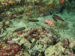 Cheilodipterus artus