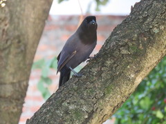 Cyanocorax cyanomelas