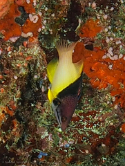 Bodianus mesothorax