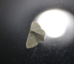 Phaiogramma faustinata