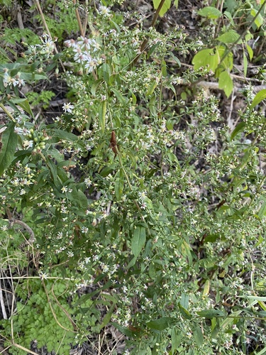 Symphyotrichum lateriflorum var. tenuipes