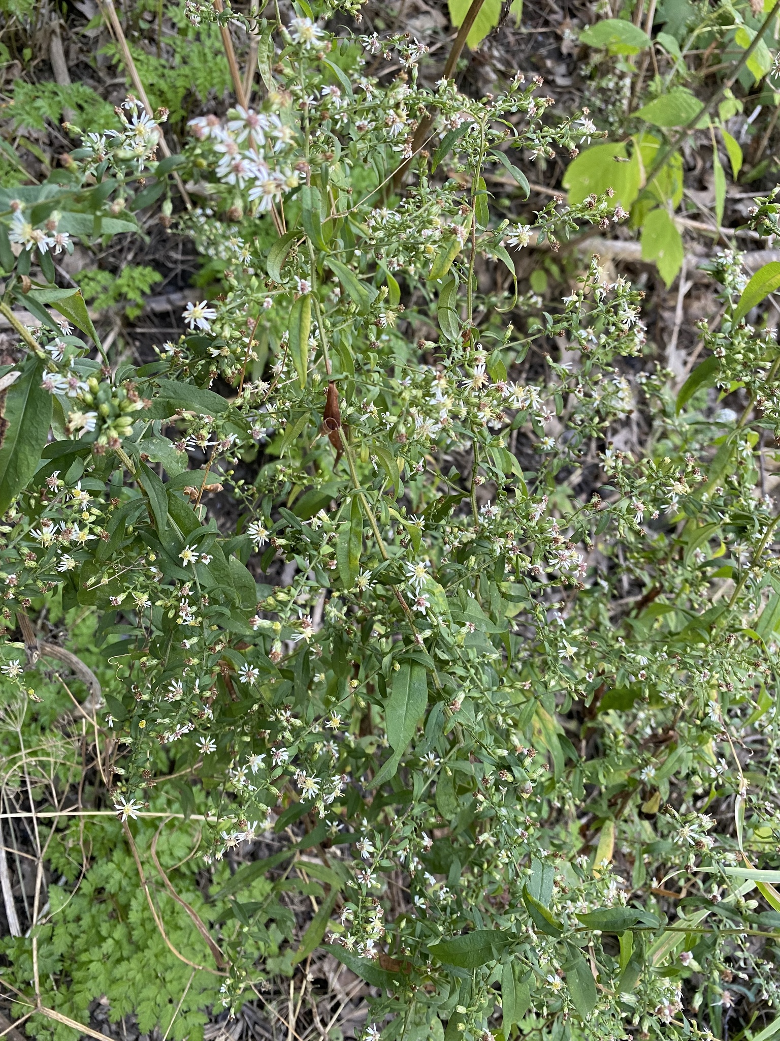 Symphyotrichum lateriflorum var. tenuipes