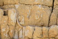 Platyceps rhodorachis