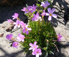 Oxalis polyphylla pentaphylla