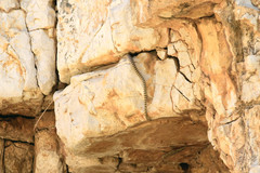 Platyceps rhodorachis