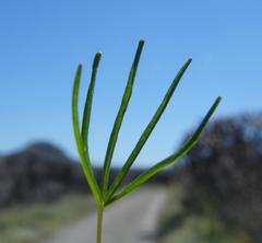 Oxalis polyphylla pentaphylla
