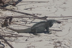 Turks Island Iguana photo 5
