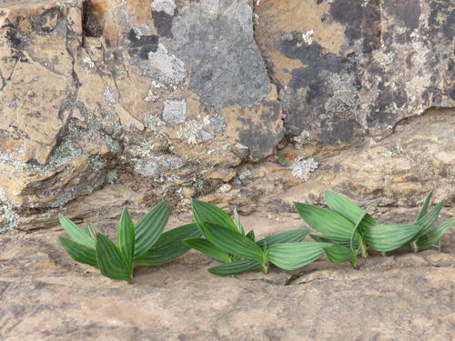 Babiana villosula